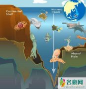 海底一万米有多恐怖，海底一万米下的生物有哪些