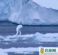 南极鲸人ningen(宁恩)，疑是日本创造的变异生命体
