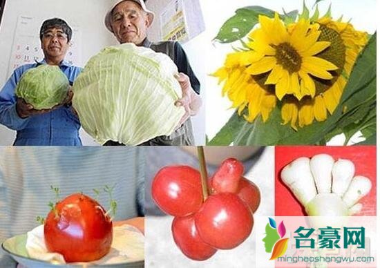 福岛核电站的变异动植物