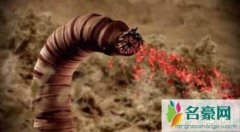 蒙古死亡之虫，能喷毒放电的巨型沙虫(真实图片)