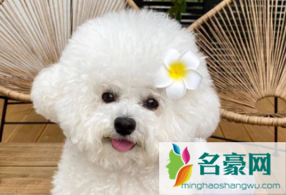 比熊鼻子褪色还能恢复吗1