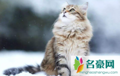 猫咪吐毛球要吐几天 猫咪吐毛球是什么样子的