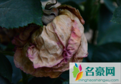 枯了的花怎么救活 花枯了会招虫子吗