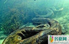中国发现200米巨蟒是谣言，世界上最大的蛇不超过