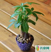 辟邪招财的植物有哪些，八种植物招财又旺宅(土豪