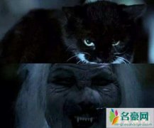 猫不能接近死人实验，猫靠近死人会引发尸变(诈尸