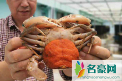 抱卵的螃蟹好吃吗 抱卵蟹的吃法