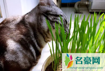 猫草用什么种的比较好3