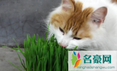 猫草用什么种的比较好 猫咪猫草吃多了好吗