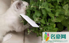 干的猫薄荷可以给猫吃吗 猫薄荷是什么植物