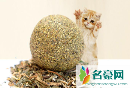 干的猫薄荷可以给猫吃吗3