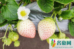 白色草莓是什么味道 白草莓的营养价值