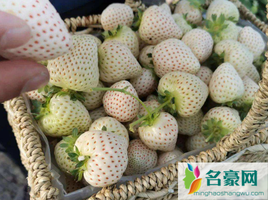 白色草莓多少钱一斤2
