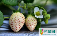 白色草莓多少钱一斤 如何清洗白草莓