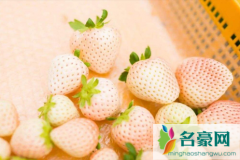 白草莓是转基因食品吗 白草莓的营养价值