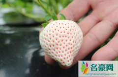 白色的草莓叫什么名字 吃白色草莓要注意什么
