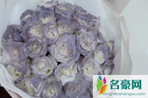 卡普里灰紫玫瑰多少钱一朵3