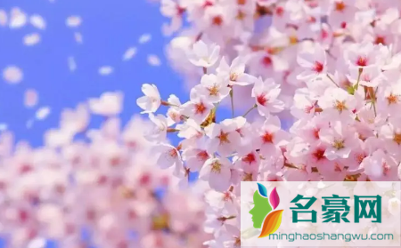 2022年武汉4月有樱花吗3