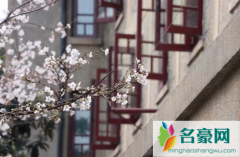 武汉大学樱花3月20日好约吗2022 武汉大学的樱花什么