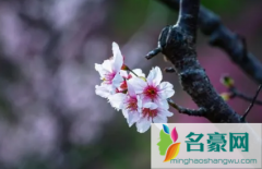 2022年武大樱花5月份还有吗 武汉大学樱花什么时候开