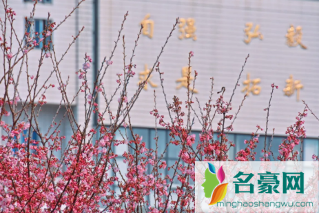 今年三月中旬能去武汉大学看樱花吗20221