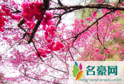 今年三月中旬能去武汉大学看樱花吗20222