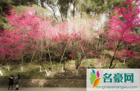 今年三月中旬能去武汉大学看樱花吗20223