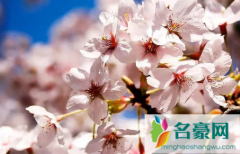 2022年三月去武汉看樱花需要做核酸检测吗 武汉看樱