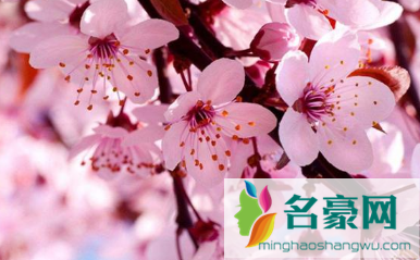 2022年三月去武汉能看到樱花吗3