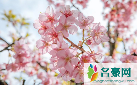 2022年三月去武汉能看到樱花吗2