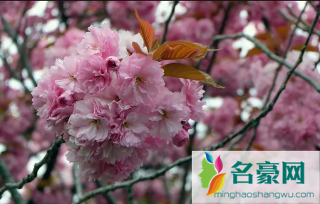 2022年三月去武汉能看到樱花吗1