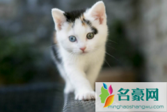 猫耳朵平时是热的吗 猫耳朵正常温度是多少