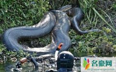 世界上最大的蛇有多大，亚马逊森蚺长15米能吃人