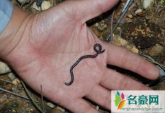 世界上最小的蛇是什么蛇，钩盲蛇体长6厘米堪比蚯
