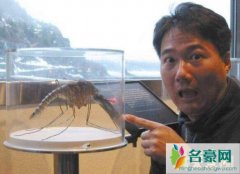 世界上最大的蚊子，远古巨蚊体长40厘米能吃人(图片