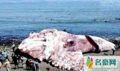 世界上最大的鱿鱼，巨型鱿鱼长10米重900斤(又称大王