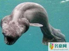 世界上最原始的鲨鱼，皱鳃鲨长相丑陋8000万年前已