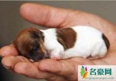 世界上最小的狗，茶杯犬身长仅为7厘米(手掌般大小