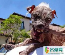 世界上最丑的狗排行榜，中国冠毛犬堪称最丑狗种
