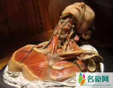 全球最恐怖博物馆，美国费城马特博物馆(收藏2万具