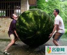 世界上最大的西瓜，美国西瓜王重达316斤(够50个人吃