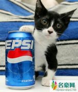 世界上最小的猫，皮堡斯仅三个鸡蛋大小(体重0.24斤