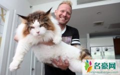 世界上最大的猫，缅因猫Samson体长1.2米重26斤(图片