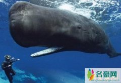 世界上最大的鲸鱼，蓝鲸33米/181吨(心脏相当于汽车