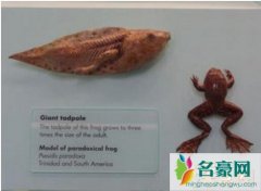 世界上最大的蝌蚪：不合理蛙，巨型蝌蚪变成迷你青