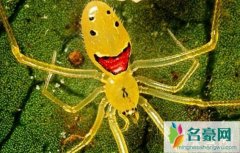 世界上最可爱的蜘蛛：笑脸蜘蛛，屁股上面长笑脸