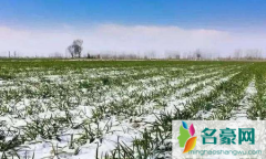 今年倒春寒对小麦有影响吗 小麦怎么预防倒春寒