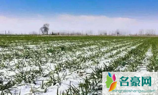今年倒春寒对小麦有影响吗20221