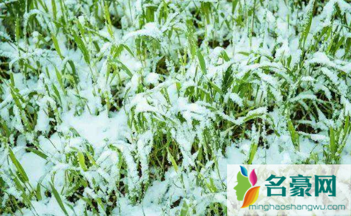 今年倒春寒对小麦有影响吗20222
