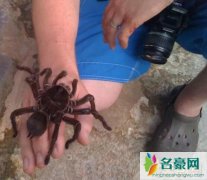 世界上最大的蜘蛛有多大，歌利亚食鸟蛛长30cm(成年